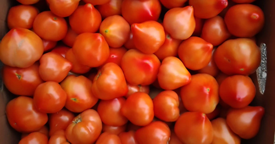 Томатная долина на Закарпатье: Из-за отсутствия херсонских наши помидоры забирают подчистую