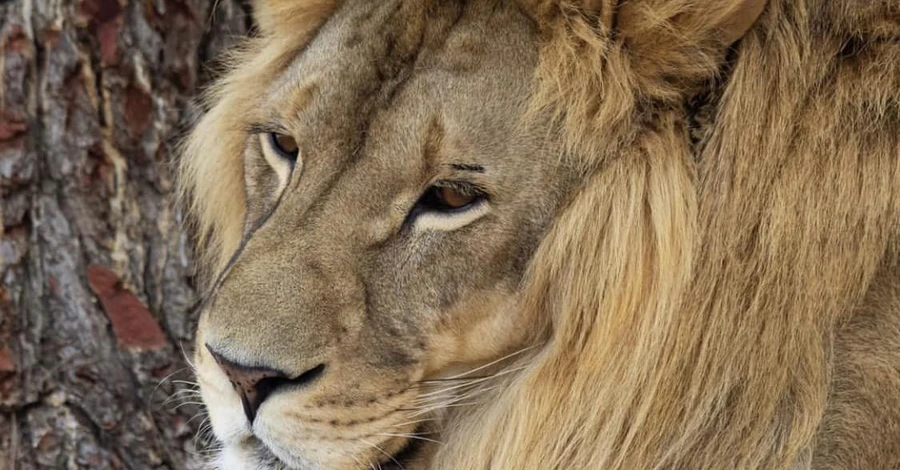Зоозащитники рассказали о состоянии проходящего реабилитацию в Испании льва Брецеля