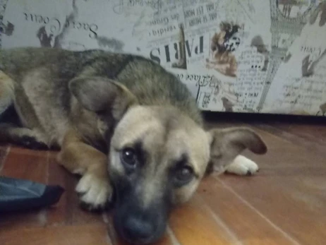 На Запорожье спасли собаку, хозяин которой погиб на фронте, а дом разрушил российский снаряд