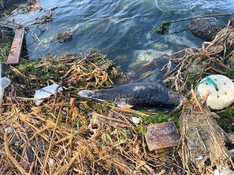 В Одесской области на побережье выбросило мертвых дельфинов 