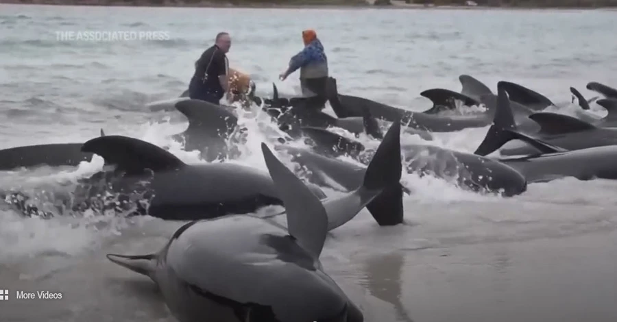 В Австралии больше 100 китов выбросились на берег, половина из них погибла