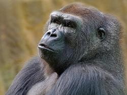 Усыпили самую старую в мире гориллу 