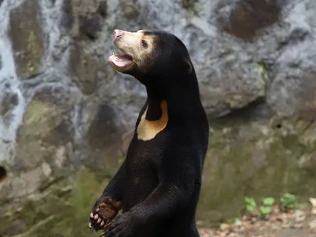 Из-за вирусного видео китайскому зоопарку пришлось объяснять, что он не переодевает людей в медведей