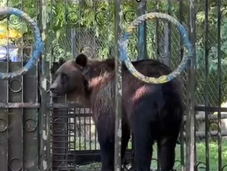 Міндовкілля перевірить умови проживання ведмедя Балу у хмельницькому зоокутку
