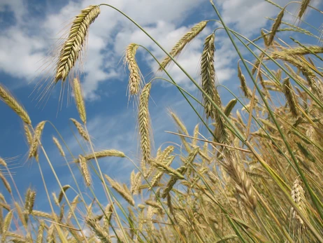 МЗС засудило намір Польщі продовжити заборону імпорту українського зерна та додати до неї малину