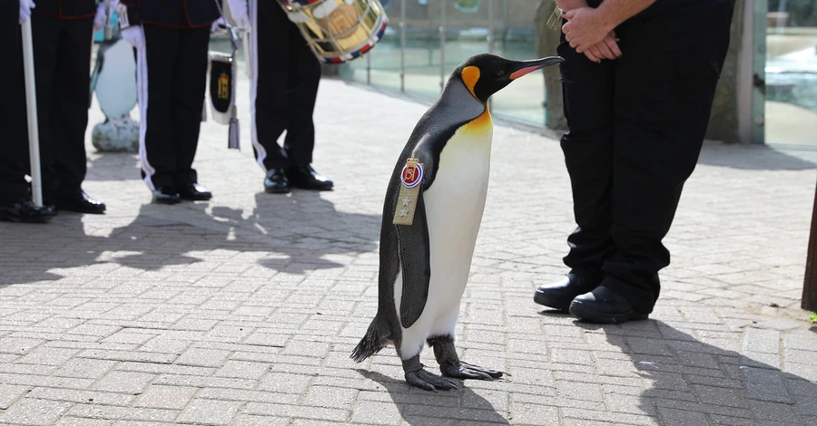 В Армии Великобритании королевский пингвин 