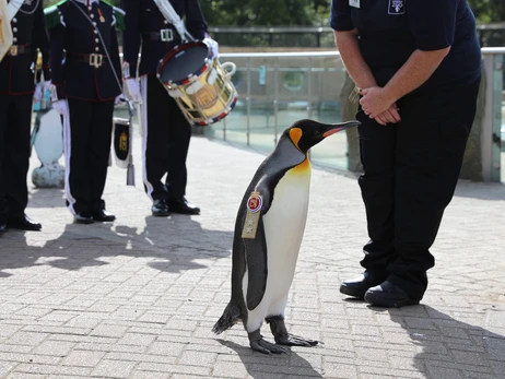 В Армии Великобритании королевский пингвин 