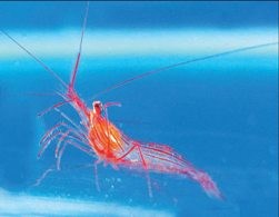 Креветки могут жить в открытом космосе 