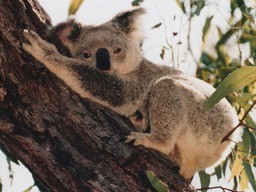 Девять тысяч коал убили в Австралии 