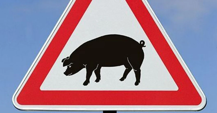 В Конча-Заспе обнаружили больную африканской чумой свинью, в районе введен карантин