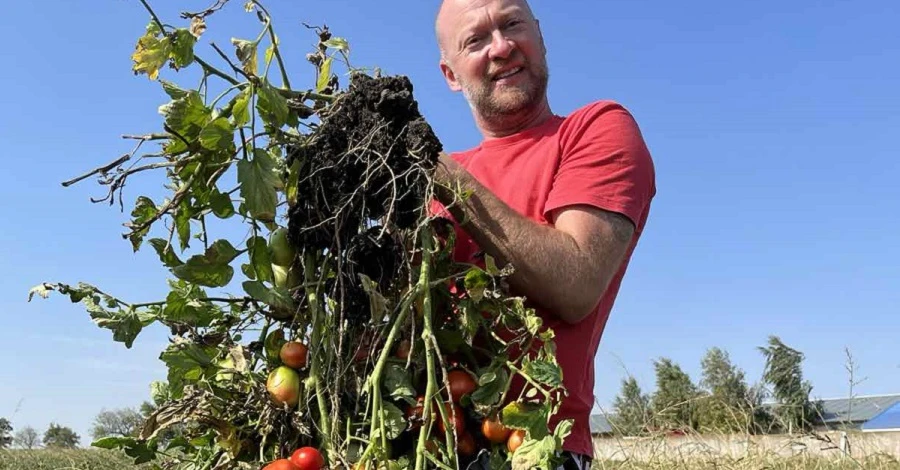 В Одесской области вырастили куст томатов со 192 плодами