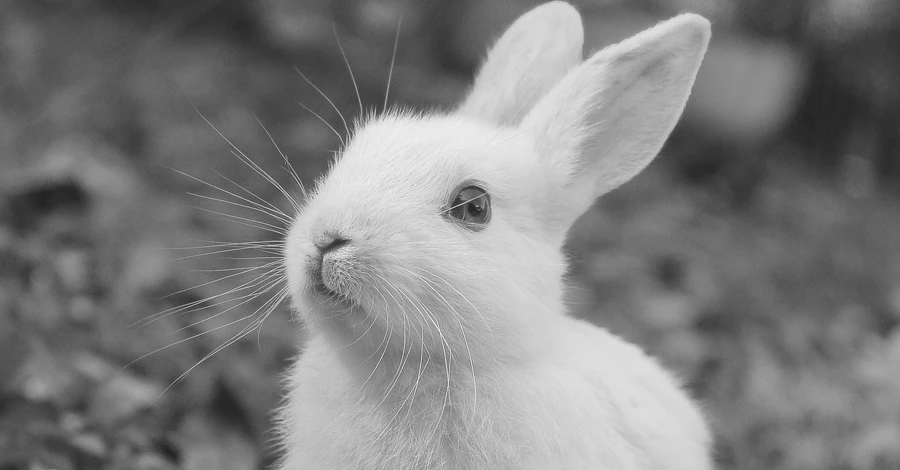 В контактной зоне харьковского экопарка отравили мышьяком всех кроликов и морских свинок