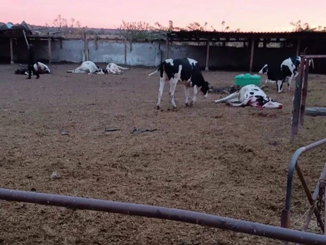 На Херсонщині РФ обстріляла сільськогосподарське підприємство, загинуло десять корів