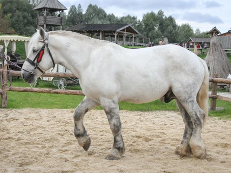 Умер конь, позировавший для памятника Илье Муромцу в Киеве