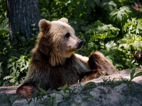 На Львовщине медведи начали обустраивать берлоги перед зимней спячкой