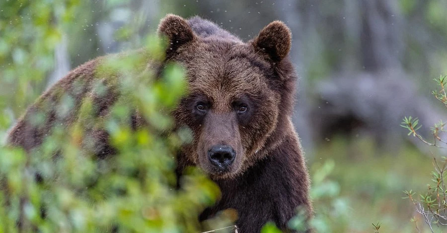 В Украине участились встречи с медведями – вернулись в места, где их не было сто лет