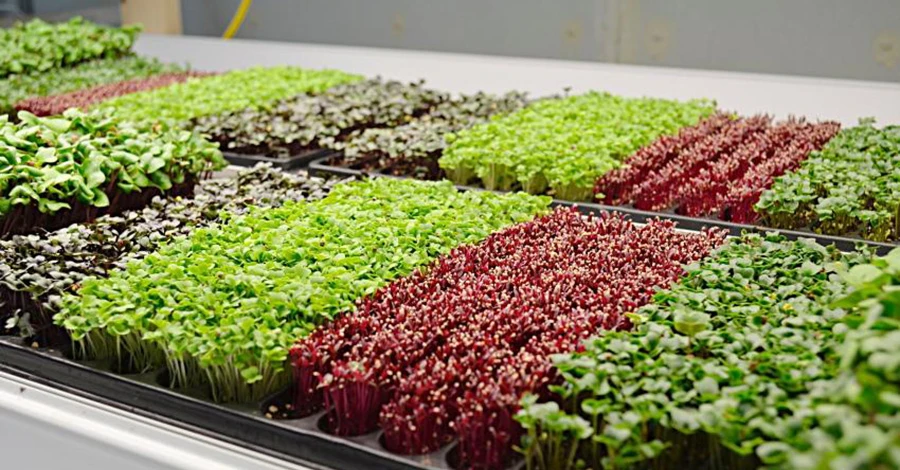 Огород на подоконнике: какая микрозелень лучше для организма и как правильно ее выращивать