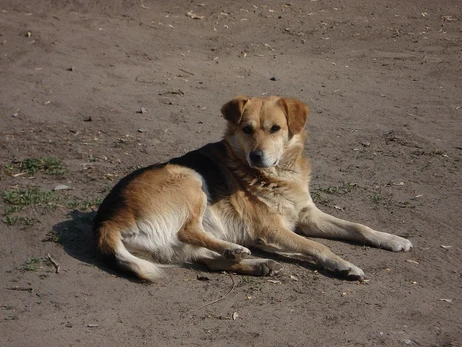 Україна входить у топ-10 країн із найбільшою чисельністю безпритульних тварин