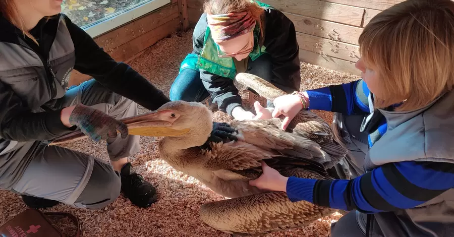 В Черкассах спасли перелетного пеликана, который отбился от стаи