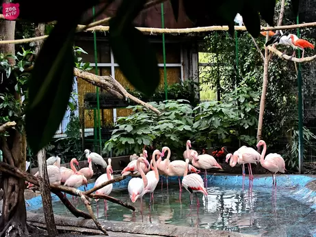 Рожевих фламінго у київському зоопарку переселили на зиму до теплого будиночка