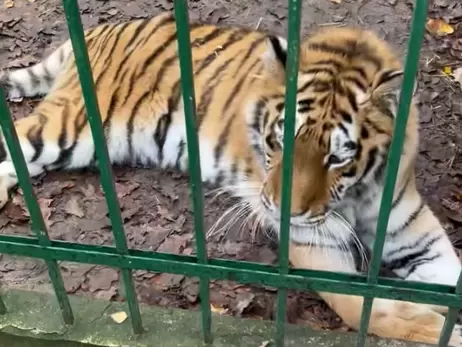 Постраждала під час ракетної атаки під Києвом тигриця одужує — рухається та їсть