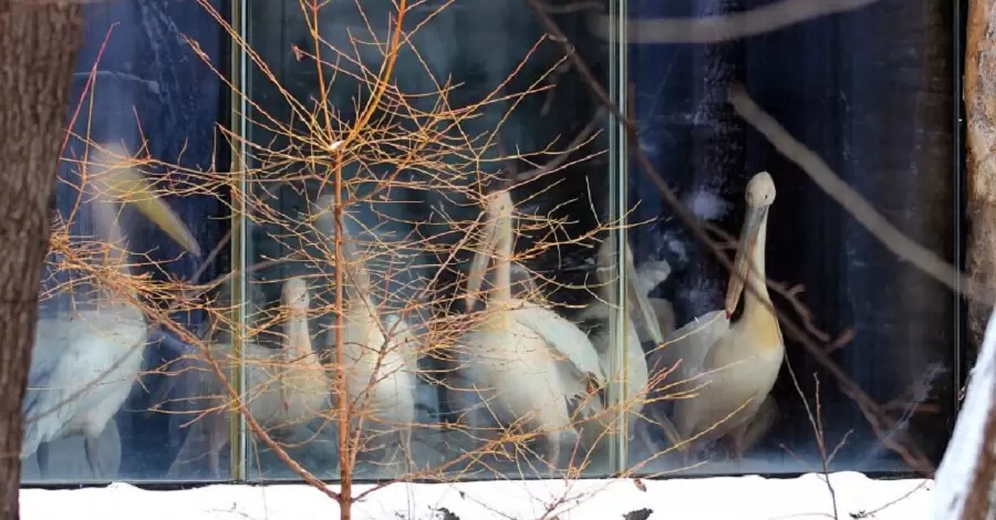 Пеликанов киевского зоопарка переселили в зимний домик