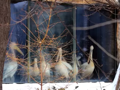 Пеліканів Київського зоопарку переселили до зимового будиночка