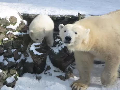 У Миколаївському зоопарку відсвяткували дні народження двох білих ведмедиць