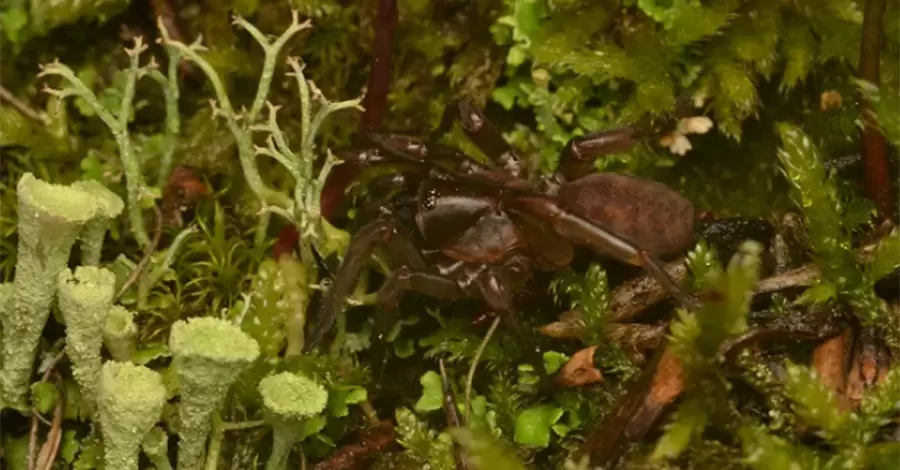 У Португалії виявили унікального павука, про якого нічого не чули 92 роки