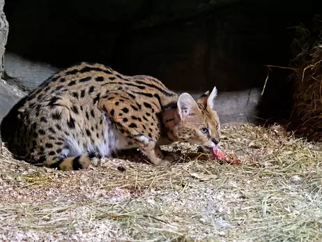 У Київському зоопарку врятували чотирьох сервалів, вивезених з-під обстрілів