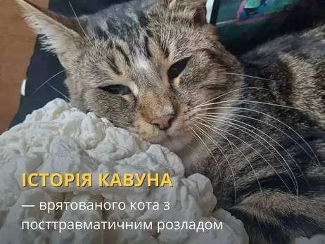 Кіт Кавун, який пережив голод у Херсоні, тепер дуже полюбляє їсти хліб