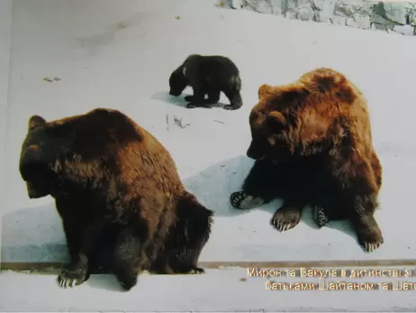 Ведмедям-довгожителям Миколаївського зоопарку виповнилося 24 роки