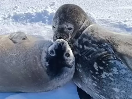 Українські полярники показали тюленя, який збирає навколо себе 