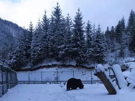 Ведмідь Балу з Хмельницького не може впасти у зимову сплячку 