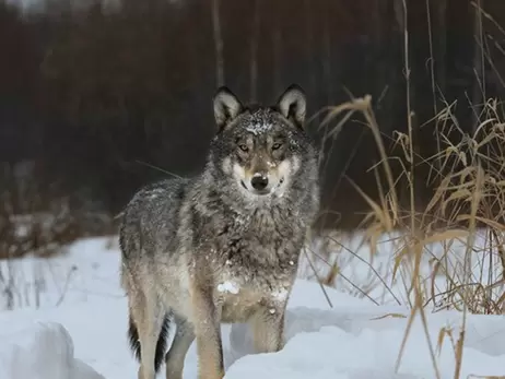 Опасны ли расплодившиеся из-за войны волки – мнения зоологов и охотников