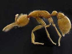 Ученые нашли новый вид безглазых муравьев 