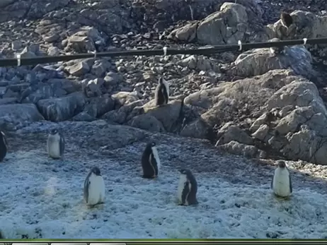 Українські полярники показали справжнє життя пінгвінів: «тусять», приймають сонячні ванни та наводять красу