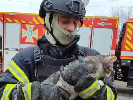 У Вовчанську врятували кота з-під завалів зруйнованого ударом РФ будинку