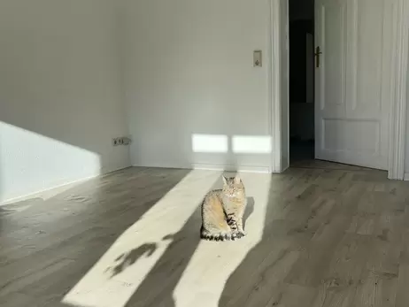 Харьковский кот Степан показал свой новый дом в Германии