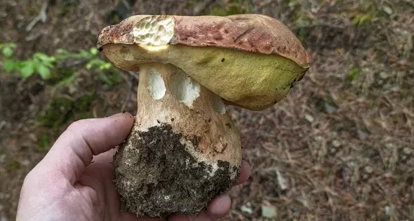 Весеннее лето: из-за жары и дождей в лесах «пошли» белые грибы