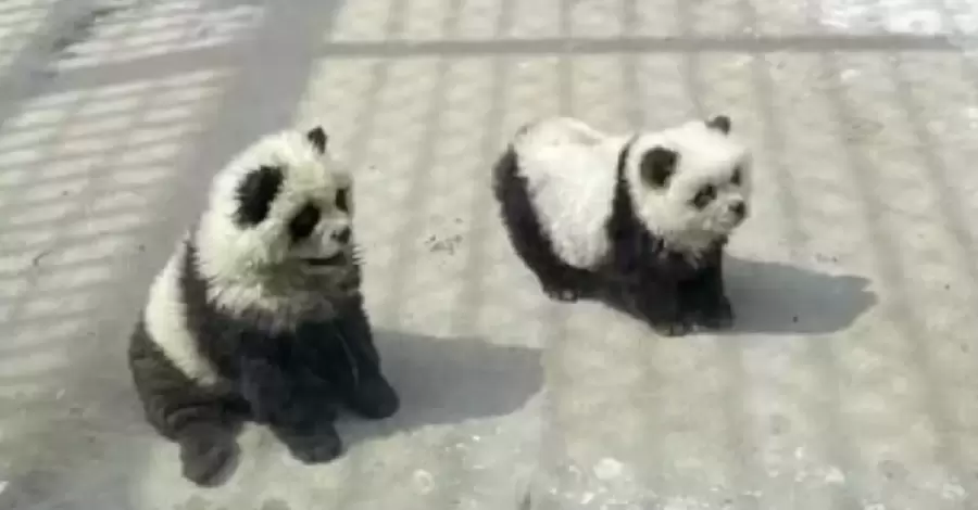 Китайский зоопарк покрасил собак "под панду", потому что не имел собственных животных для показа