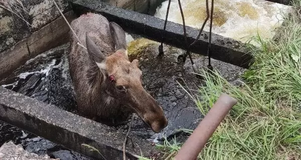 На Черниговщине спасли лося, который упал в водное сооружение