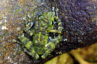 Биологи армии США зачем-то разводят лягушек цвета хаки 