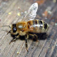 Пчёлы умеют считать и говорить на разных языках  