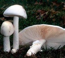 Отравившись грибами, погибла семья из трёх человек 