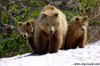 В России расследуют дело об убийстве трёх медведей 