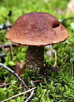 Под Херсоном выросли ядовитые грибы 