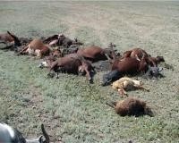 Массовое убийство на уругвайском ранчо 