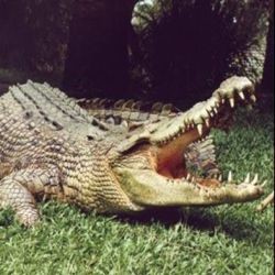 Рядом с египетским курортом поселился огромный крокодил 