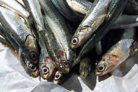 Керченская рыбка пострадала от финансового кризиса 